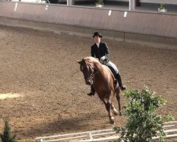dressage horse Figo 17 (Westphalian, 2002, from Fürst Piccolo)