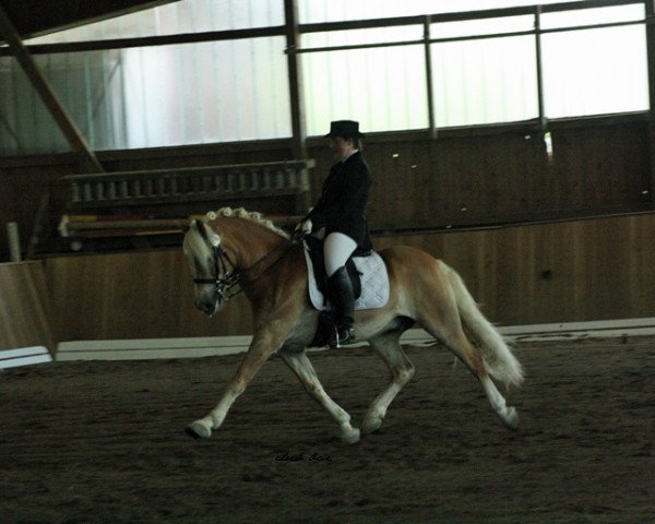 dressage horse Stevie (Haflinger, 1997, from El.H. /P.H Steinadler) dressage horse Stevie (Haflinger, 1997, from El.H. /P.H Steinadler)