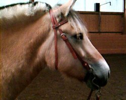 jumper Muffin (Fjord Horse, 1999, from Brownie)