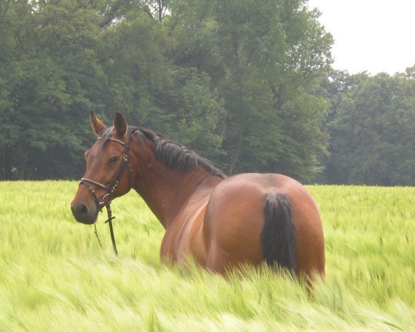 Zuchtstute Celine (Rheinländer, 1990, von Calipso)