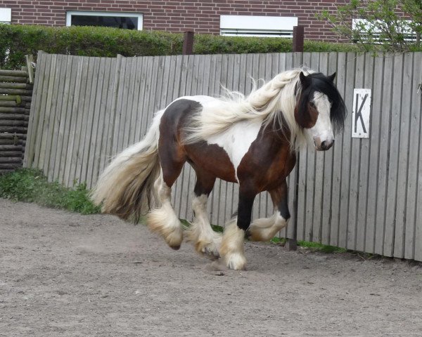 stallion Cornwall (Tinker / Irish Cob / Gypsy Vanner, 2004, from Candiman)