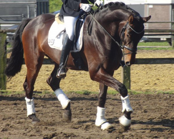Dressurpferd Wecindario (Westfale, 2007, von Weltino)