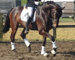 dressage horse Wecindario (Westphalian, 2007, from Weltino)