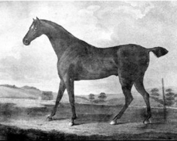 Deckhengst Haphazard xx (Englisches Vollblut, 1797, von Sir Peter Teazle xx)