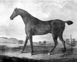 stallion Haphazard xx (Thoroughbred, 1797, from Sir Peter Teazle xx)