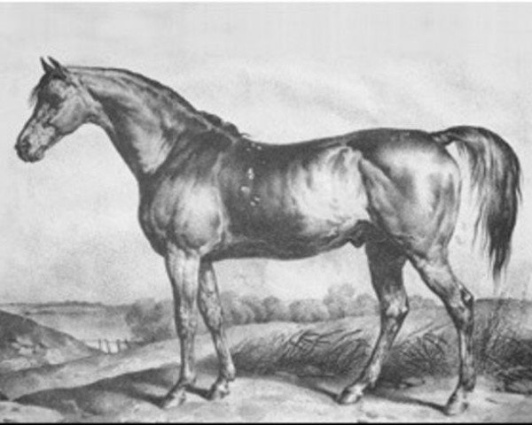 stallion Soothsayer xx (Thoroughbred, 1808, from Sorcerer xx)