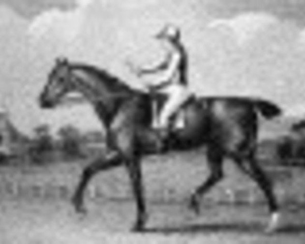 stallion X Y Z xx (Thoroughbred, 1808, from Haphazard xx)