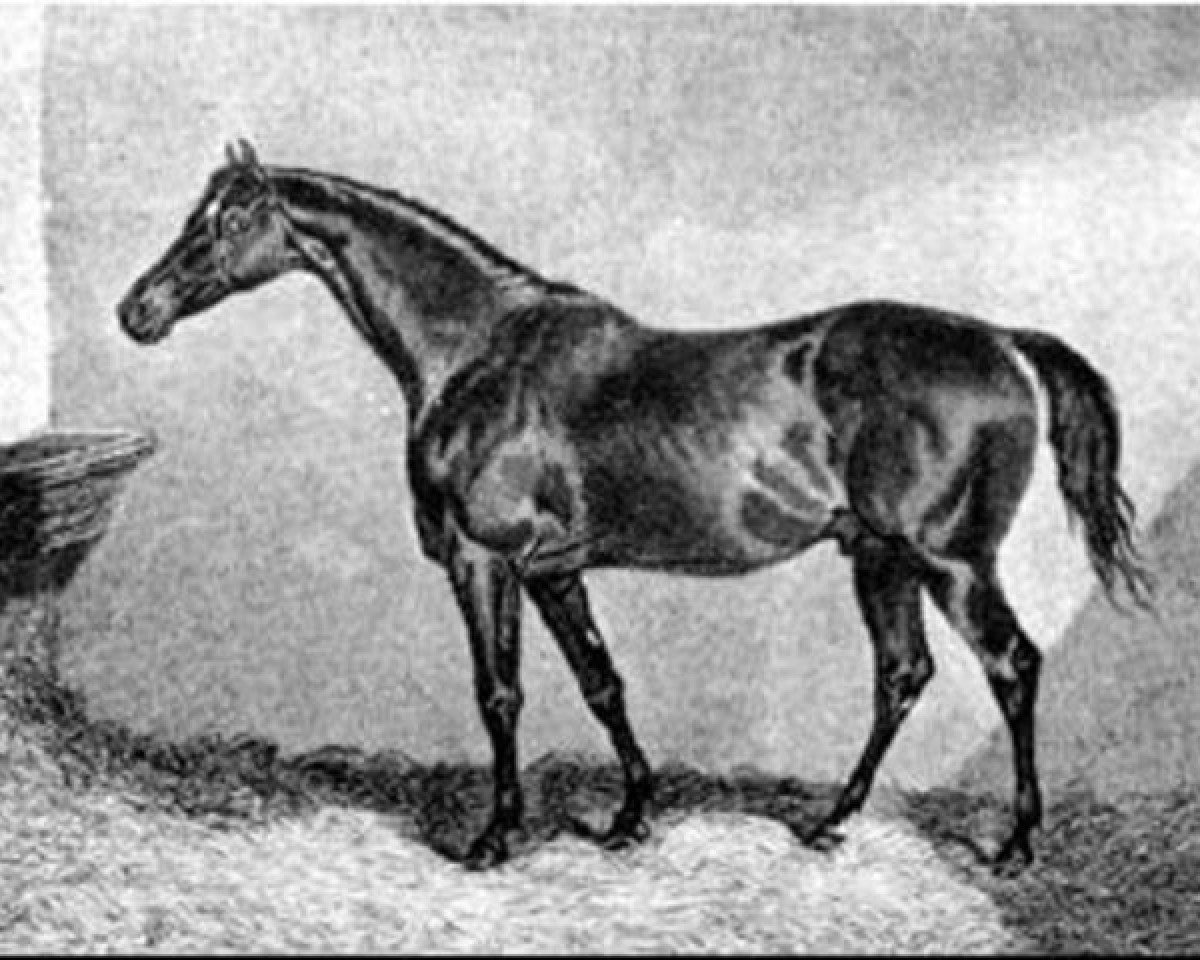 Deckhengst Defence xx (Englisches Vollblut, 1824, von Whalebone xx)