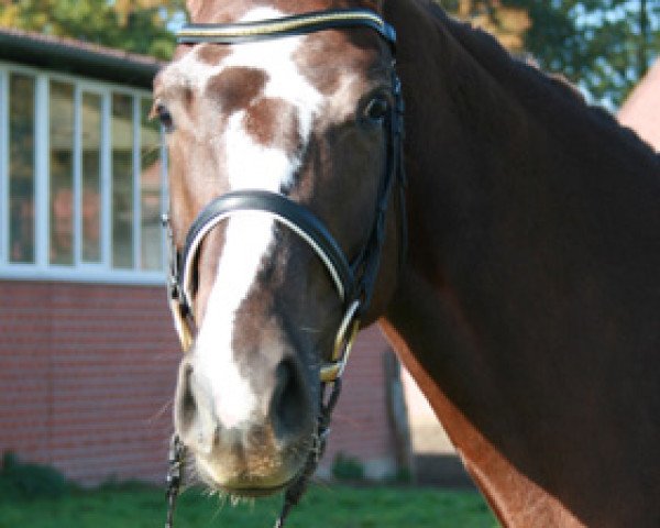 horse Fürstin B (Westphalian, 2003, from Floresco NRW)