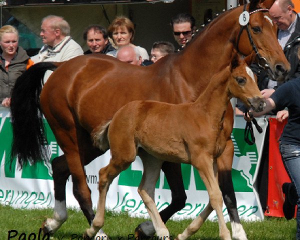 broodmare Paola (Westphalian, 1992, from Popcorn)