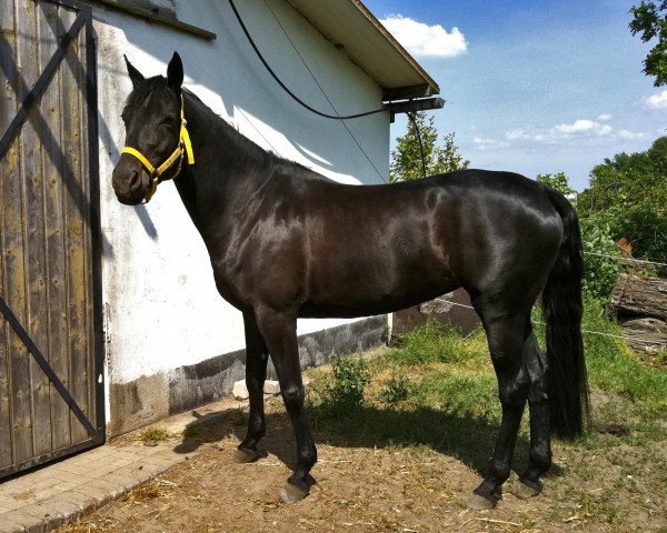 horse High Happiness F (Hanoverian, 2007, from Hochadel)