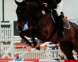 horse Escorial 136 (Hanoverian, 1998, from Escudo I)