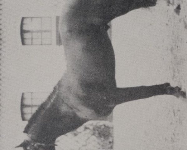 stallion Latif 1903 DB (Arabian purebred, 1903, from Anazeh Fedaan ox) stallion Latif 1903 DB (Arabian purebred, 1903, from Anazeh Fedaan ox)
