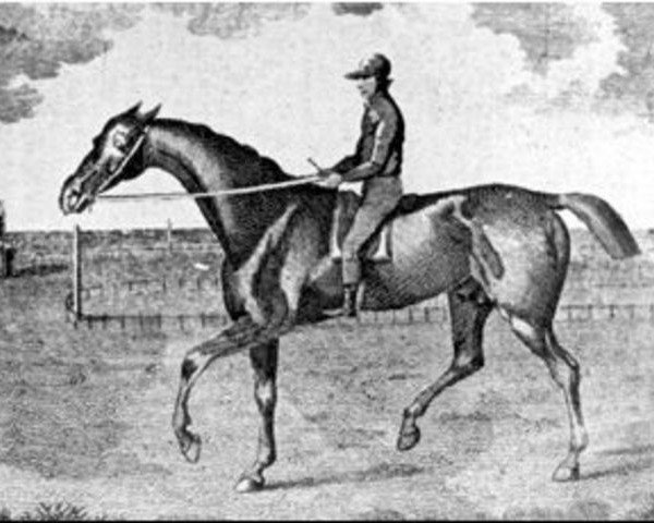 Deckhengst Beningbrough xx (Englisches Vollblut, 1791, von King Fergus xx)
