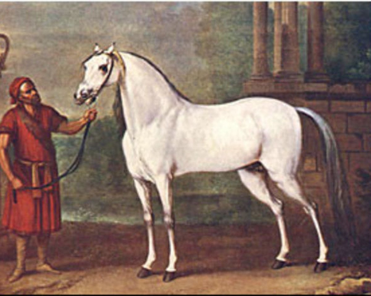 stallion Crab xx (Thoroughbred, 1722, from Alcock's Arabian ox)