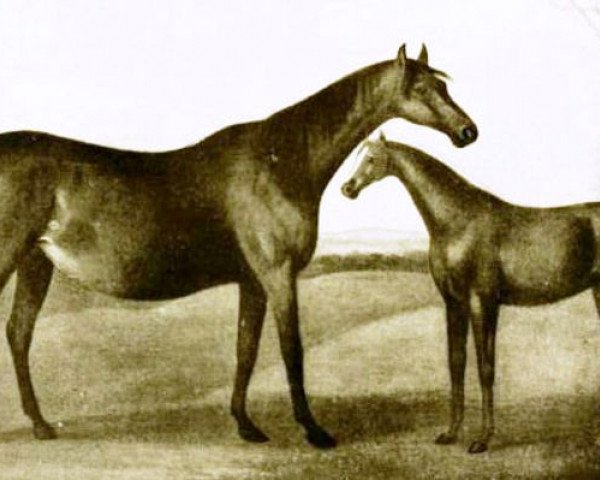 Zuchtstute Spilletta xx (Englisches Vollblut, 1749, von Regulus xx)