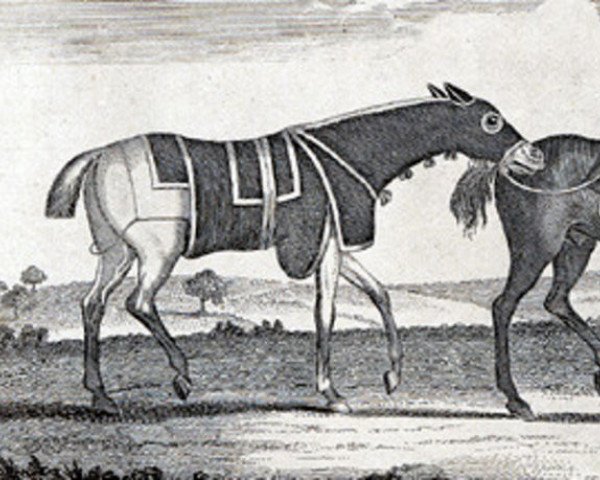 Deckhengst Cardinal Puff xx (Englisches Vollblut, 1760, von Babraham xx) Deckhengst Cardinal Puff xx (Englisches Vollblut, 1760, von Babraham xx)