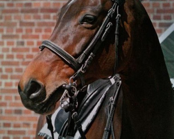 Springpferd Saint Tropez Girl (Westfale, 1999, von Saint Tropez)