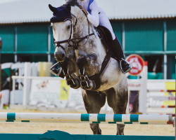Springpferd Never Give Up V.d. Meulenkoute (Belgisches Warmblut, 2013, von Adorado)