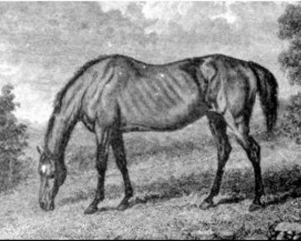 broodmare Parasol xx (Thoroughbred, 1800, from Pot8os xx (Potoooooooo xx))