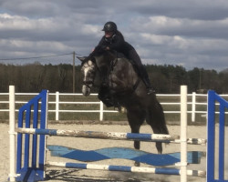 jumper Caitano 56 (Holsteiner, 2017, from Casall Ask)