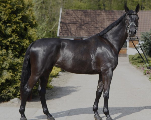broodmare Fanny (Westphalian, 2008, from Fifty Cent)