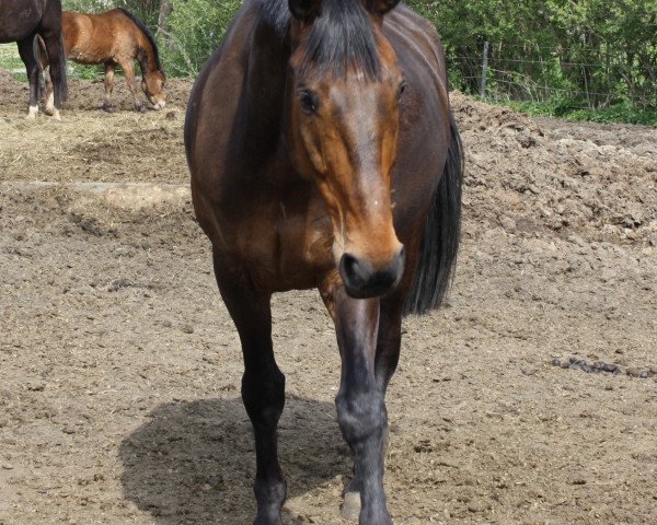 jumper Wellenkamm (Hanoverian, 1998, from Wogenbrecher)