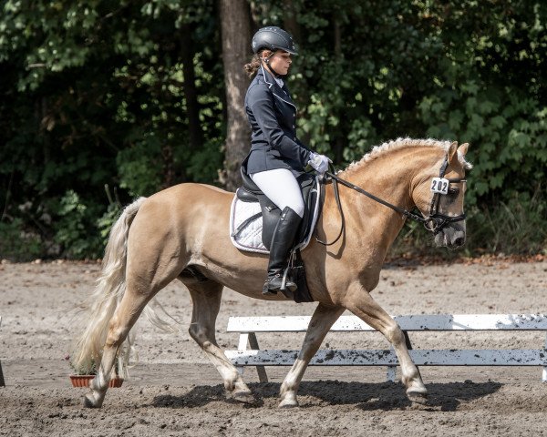 dressage horse Shakespeare (Edelbluthaflinger, 2012, from Starbuck (7,03% ox)) dressage horse Shakespeare (Edelbluthaflinger, 2012, from Starbuck (7,03% ox))