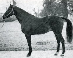stallion Amiral AA (Anglo-Arabs, 1969, from Diabolo AA)