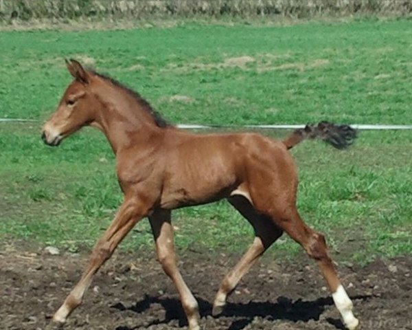 horse Valentino (Westphalian, 2011, from Vitalis)