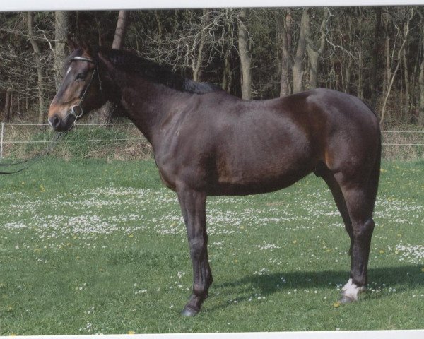 horse Stand by Me (Hanoverian, 1997, from Sadenio)