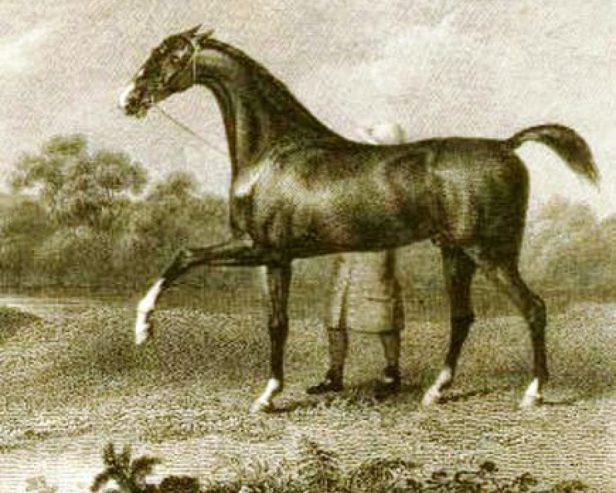 Deckhengst Flying Childers xx (Englisches Vollblut, 1715, von Darley Arabian ox)