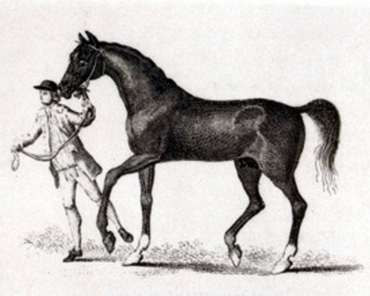 stallion Fox xx (Thoroughbred, 1714, from Clumsey xx)