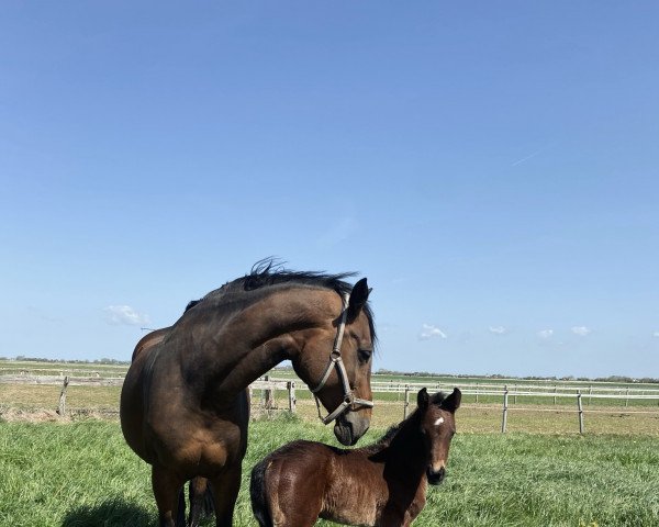 horse Corneturo (Holsteiner, 2022, from Comme il Faut) horse Corneturo (Holsteiner, 2022, from Comme il Faut)