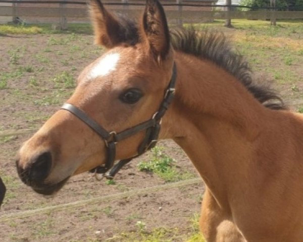 horse Rotspon's Roja (German Sport Horse, 2022, from Rotspon)
