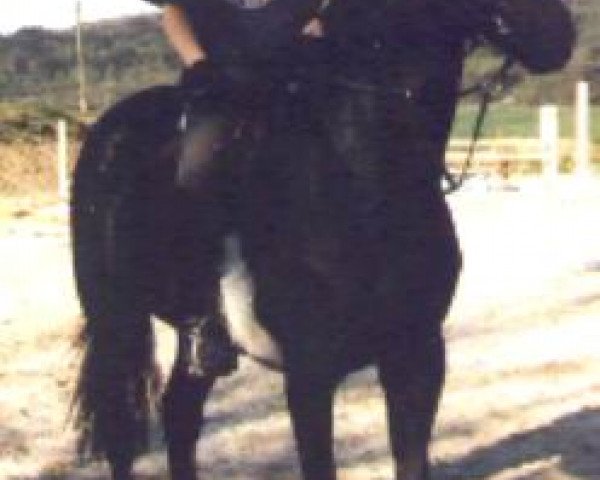 Pferd Shejtan (Russisch Trakehner, 1993)