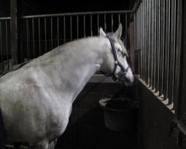 Zuchtstute Abbayah (Polnisches Warmblut, 2005)