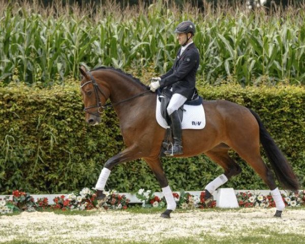 dressage horse Rosenstolz 117 (Westphalian, 2013, from Rational 2)