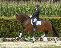 Dressurpferd Rosenstolz 117 (Westfale, 2013, von Rational 2)