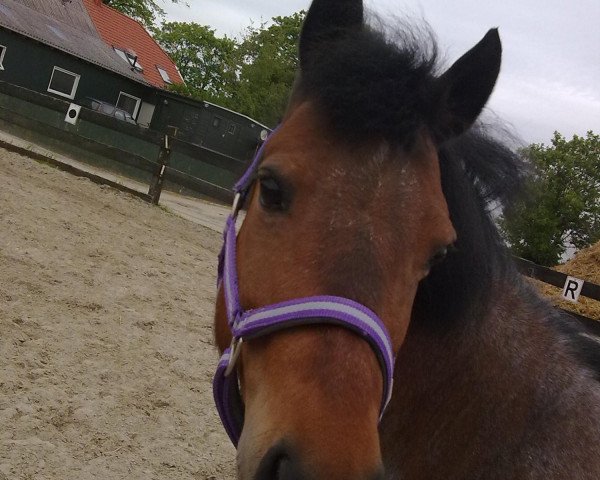 dressage horse Atreju (German Riding Pony, 1999)