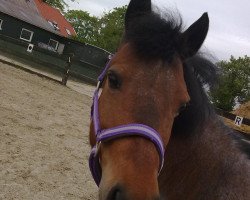 dressage horse Atreju (German Riding Pony, 1999)