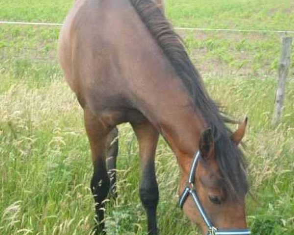 horse Balalaika (German Riding Pony, 2007, from Bbc)