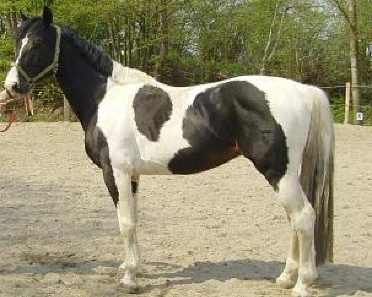 Deckhengst Shimano Sch BSch (Pinto/Hunter, 1998, von Shetan Sch)