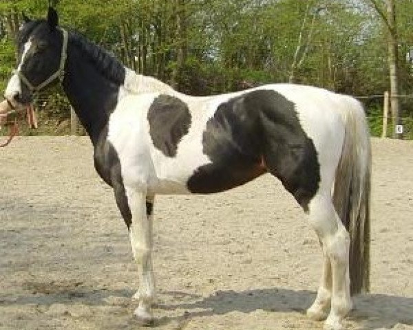 Deckhengst Shimano Sch BSch (Pinto/Hunter, 1998, von Shetan Sch)
