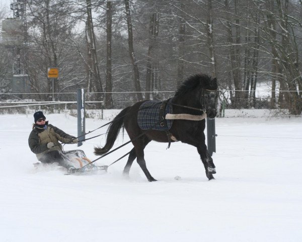 dressage horse Anuschka (German Riding Pony, 2003, from Nevado)