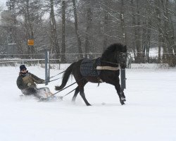 dressage horse Anuschka (German Riding Pony, 2003, from Nevado)