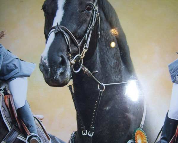 jumper Rodizio (Oldenburg, 1997, from Rubinstar)