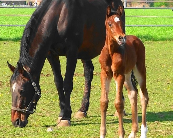broodmare Novante (Holsteiner, 1998, from Carpaccio)