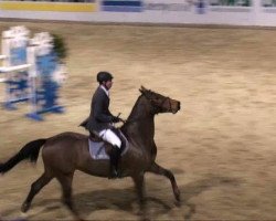 broodmare Chavany (Holsteiner, 2003, from Contender)
