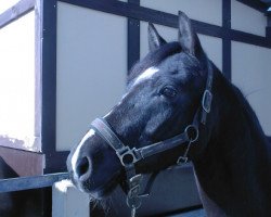 Dressurpferd Vulkan (Deutsches Reitpony, 2005, von Valido's Boy)